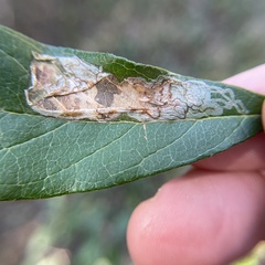 Parectopa bumeliella