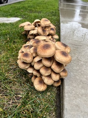 Armillaria mellea