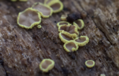 Chlorosplenium chlora