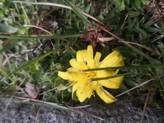 Hypochaeris sessiliflora