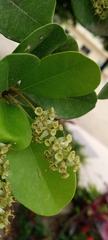 Terminalia buceras