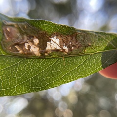 Parectopa bumeliella