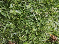 Hypochaeris sessiliflora