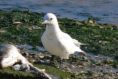 Pagophila eburnea