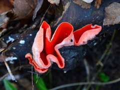 Sarcoscypha coccinea