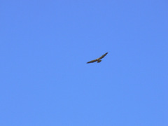 Buteo swainsoni