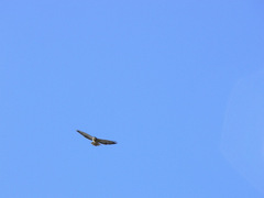 Buteo swainsoni