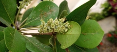 Terminalia buceras