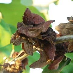 Neuroterus quercusbatatus