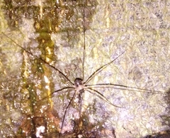 Dicranopalpus larvatus