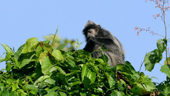 Trachypithecus cristatus