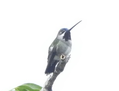 Heliomaster longirostris