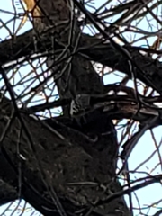 Melanerpes carolinus