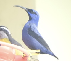 Cyanerpes caeruleus