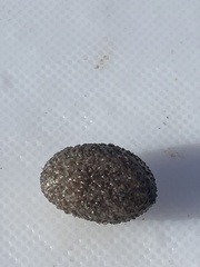 Sclerodactyla briareus