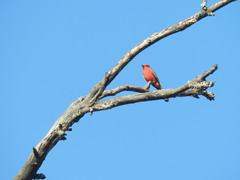 Pyrocephalus rubinus