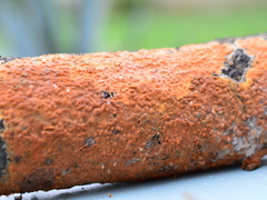 Peniophora incarnata