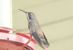 Colibri delphinae