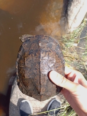 Hydromedusa tectifera