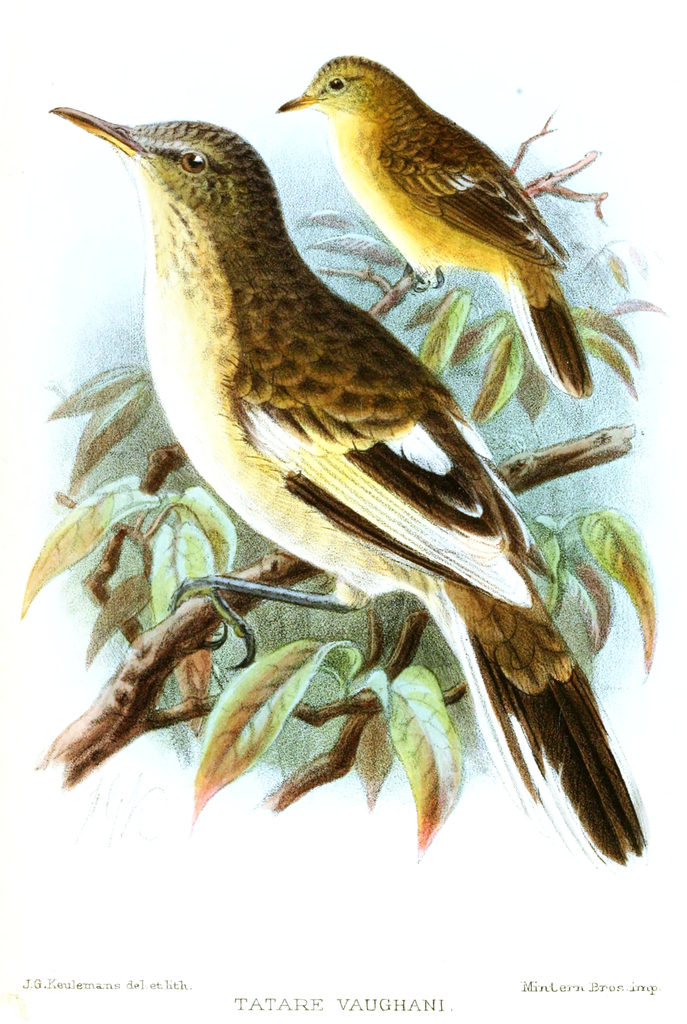 Pitcairn Reed Warbler