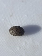 Sclerodactyla briareus