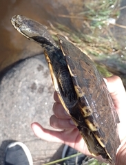 Hydromedusa tectifera