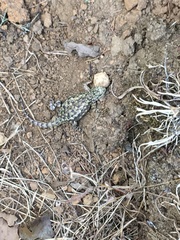 Sceloporus malachiticus