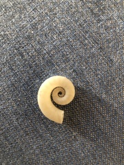 Spirula spirula