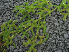 Lycopodium japonicum