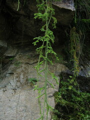 Lycopodium japonicum