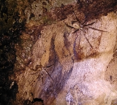 Anyphaena accentuata