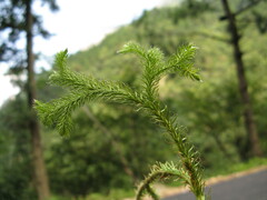 Lycopodium japonicum