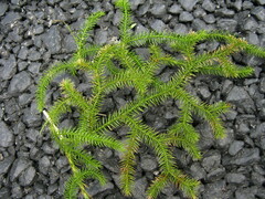 Lycopodium japonicum