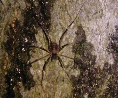 Dicranopalpus larvatus