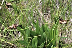 Cypripedium candidum