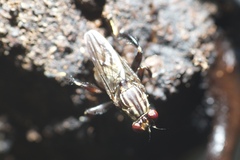 Ropalomeridae