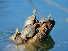 Trachemys hartwegi