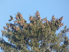 Falco tinnunculus tinnunculus