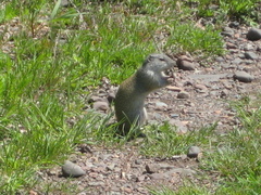 Poliocitellus franklinii