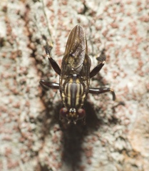 Ropalomeridae