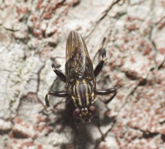 Ropalomeridae