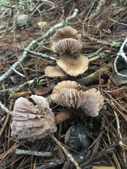 Laccaria amethysteo-occidentalis