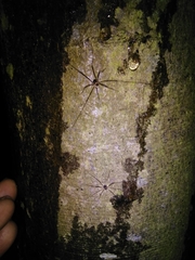 Dicranopalpus larvatus