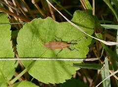 Lixus iridis