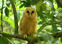 Strix virgata
