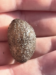 Sclerodactyla briareus