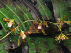 Cyrtochilum