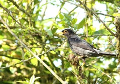 Turdus flavipes