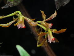 Cyrtochilum