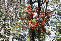 Peraxilla tetrapetala